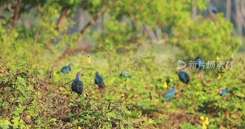 印度果阿。早晨坐在沼泽附近的灌木树枝上的灰头沼泽鸟。Porphyrio Poliocephalus
